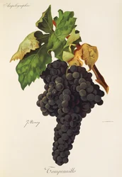 Winogrona Tempranillo J.Troncy