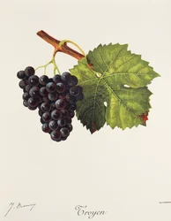 Troyen winogron J.Troncy