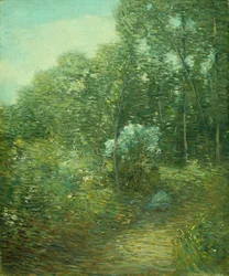 Stary krzew laurowy (olej na płótnie)