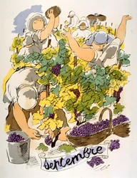 Humorous Wine Illustration 1946.Illustration autorstwa Julien Pavil