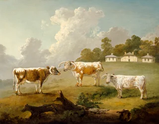 „Trzy długorogie bydło w Kenwood”, 1797