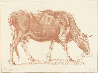 pasąca się krowa