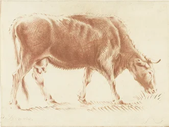 pasąca się krowa