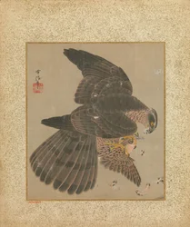 Album Jastrzębie i kaligrafia, XVII-XVIII w.