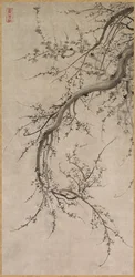 Prunus, XVII wiek.