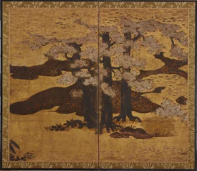 Kwitnąca wiśnia, okres Edo, ok. 1580-1635.