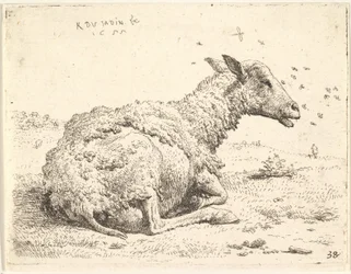 Częściowo strzyżone owce leżące w trawie z owadami unoszącymi się wokół głowy, 1655.
