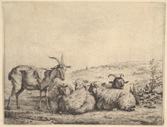 Dwie kozy i trzy owce, 1655.
