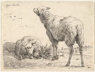 Dwie owce, jedna pokazana z przodu w pozycji półleżącej ze złożonymi nogami..., ca. 1655.