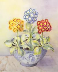 Auricula w chińskim garnku