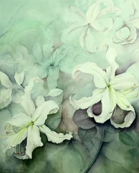 Lilie białe Auratum