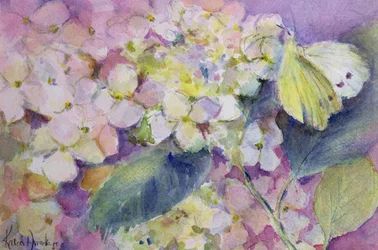 Blady zachmurzony żółty motyl, colias hyale na hortensji