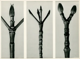 Cornus Nuttallii, 1929 (fotograwiura)