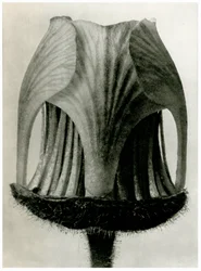 Rywal Geum. 1929 (fotograwiura)