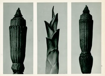 Skrzyp, 1929