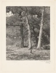 Polana leśna.