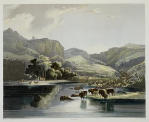 Herds of Bison and Elk on the Upper Missouri, tablica 47 z tomu 2 „Podróże we wnętrzu Ameryki Północnej”, sztychowana przez Carla Vogla (1816-51) 1844 (akwatinta)