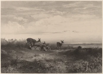 Łanie.