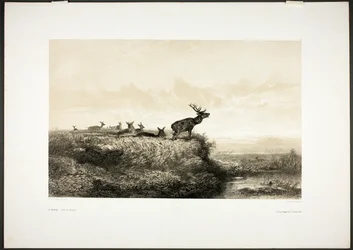 Poranek: Jelenie i łanie