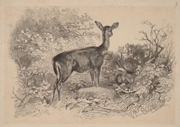 Łania