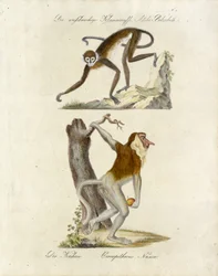 Afrykańskie małpy (druk)