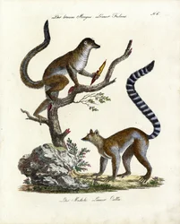 Lemur brunatny i lemur katta