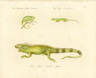 Kameleon, gekon i iguana (druk)