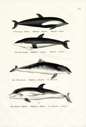 Różne rodzaje delfinów, 1824