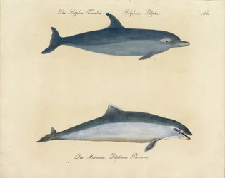 Delfiny (wydrukować)