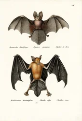 Nietoperz o pustych twarzach, 1824