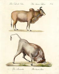 Indyjskie zebu i tury (druk)