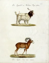 Koza kaszmirska i muflon (druk)