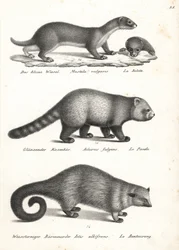 Najmniejsza łasica, Mustela nivalis 1, panda czerwona, Ailurus fulgens 2, wrażliwa i niedźwiedź, Arctictis binturong 3, wrażliwa. Litografia Karla Josepha Brodtmanna z Ilustrowanej historii naturalnej ludzi i zwierząt Heinricha Rudolfa Schinza