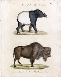 Tapir malajski i żubr amerykański (druk)