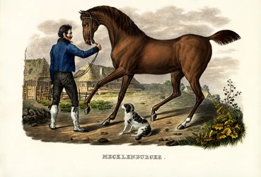 Koń meklemburski, 1824