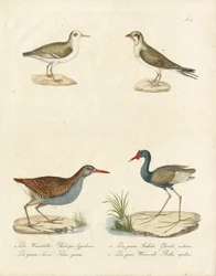 Phalarope, Tern, Jacana i Water Rail (w druku)
