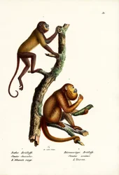 Czerwone Małpy Wyjce, 1824