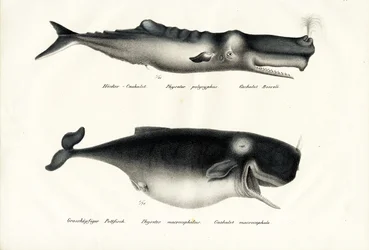 Kaszalot, 1824