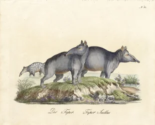 Tapir i Paca (druk)