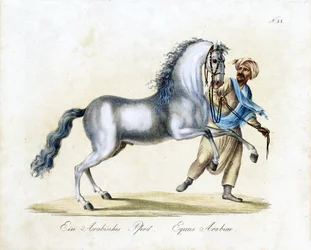 Koń arabski (druk)