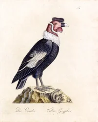 Kondor (druk)