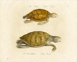 Loggerhead i zielony żółw morski (druk)