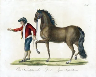 Koń neapolitański (druk)