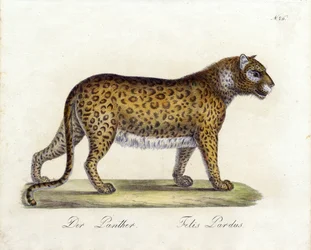 Pantera (druk)