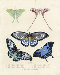 Tropikalne motyle (druk)