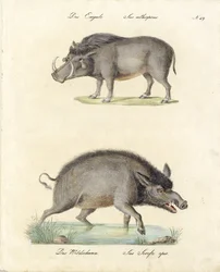Warthog i dzik (druk)