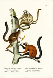 Lemur białoczelny, 1824