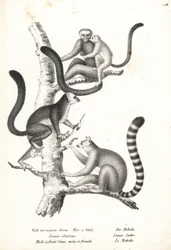 Lemur białogłowy, Eulemur albifrons, samiec i samica, zagrożony 1 i lemur katta, Lemur catta, zagrożony 2. Litografia Karla Josepha Brodtmanna z Ilustrowanej historii naturalnej ludzi i zwierząt Heinricha Rudolfa Schinza