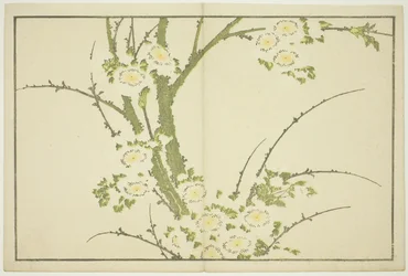 Kwiaty, z Obrazkowej księgi realistycznych obrazów Hokusaia (Hokusai shashin gafu), ok. 1814 (kolorowy drzeworyt (arkusz albumu))