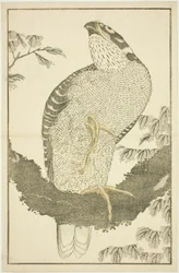 Jastrząb, z Księgi obrazkowej realistycznych obrazów Hokusaia (Hokusai shashin gafu)